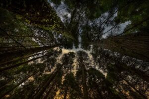 脳卒中患者の病態から考える：森を見る脳、木を見る脳