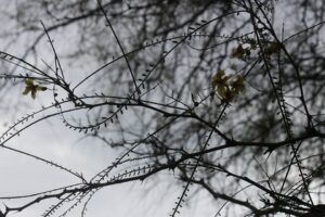 自閉症スペクトラム障害の自己評価：自閉症スペクトラム障害指数とは？