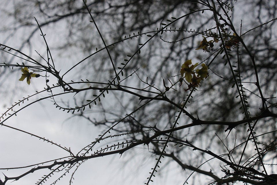 自閉症スペクトラム障害の自己評価：自閉症スペクトラム障害指数とは？