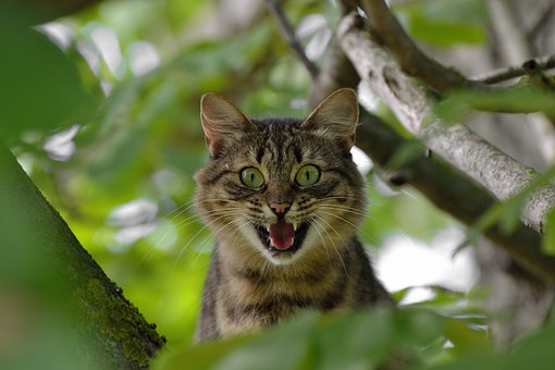 なぜ驚きは認知を高めるのか？