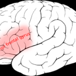 右半球のブローカ野相同部位と半側空間無視？