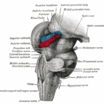 皮質下領域と半側空間無視：どこが重要か？