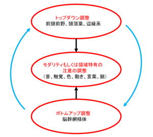 半側空間無視とヒトの行動：見る、聞く、動くの神経科学