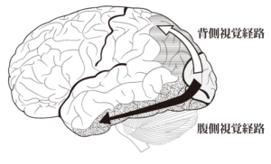 バーチャルリアリティを介した脳卒中上肢機能への介入：「mediVR神楽」の介入効果に関する考察④