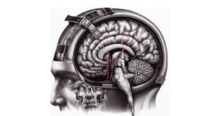 サディズムの脳科学：サディストは感受性が高い？