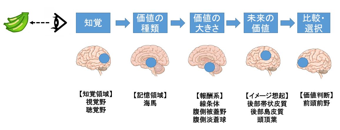なぜあなたの脳は我慢出来ないのか？遅延報酬の脳科学