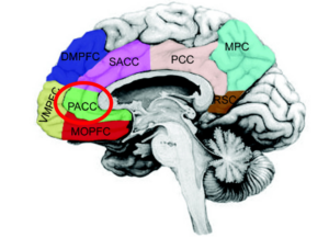 アイデンティティの脳科学