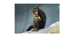 チンパンジーとヒトのやさしさの違いとは？脳の構造から考える