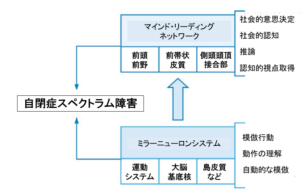 自閉症スペクトラム障害の脳科学：コミュニケーション能力と脳機能