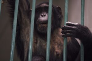 【いじめの脳科学　あなたはなぜいじめられるのか？】