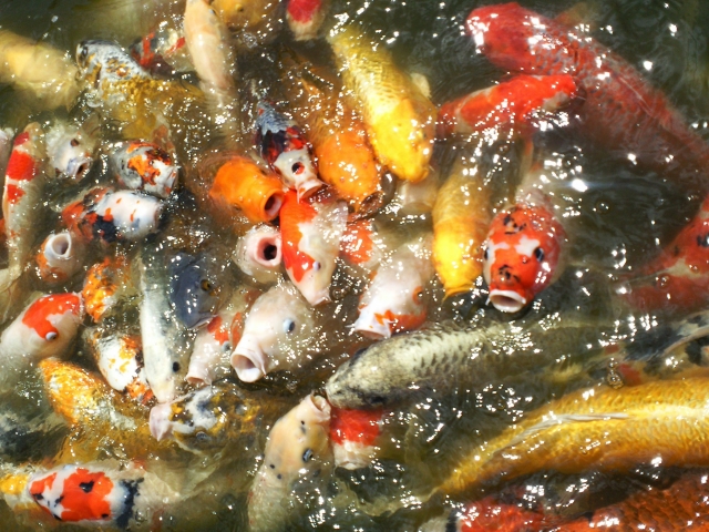 いじめの社会学：何がいじめを引き起こすのか？