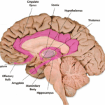 あの人はなぜ誤るのか？大脳辺縁系から考える