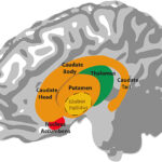 【人に優しくなる方法：脳科学から考える】