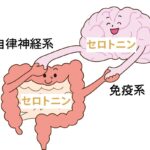 セロトニンはどう作られる？合成の仕組みと光・腸・生活習慣の関係