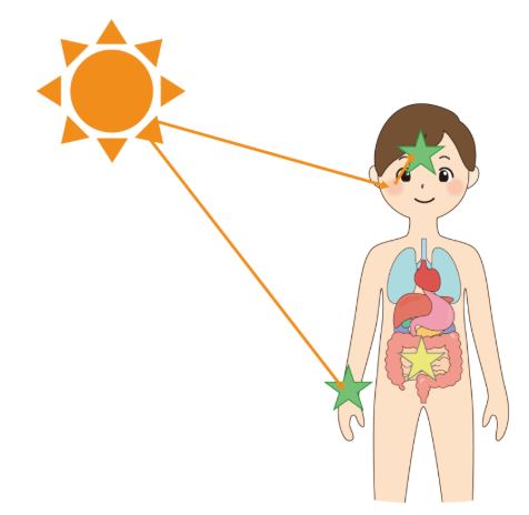 健康と恒常姓、3つのシステムを支えるセロトニン