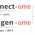 【コネクトームと息子の名前】
