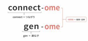 【コネクトームと息子の名前】