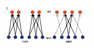縮退性のある組織はなぜ発展できるのか？