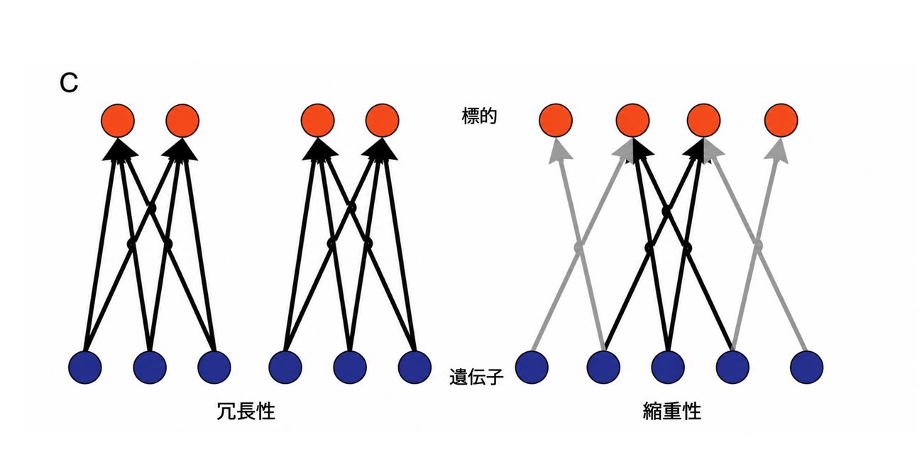 縮退性のある組織はなぜ発展できるのか？