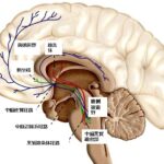 権力欲とは何か？その進化的起源と測り方 - Lab BRAINS