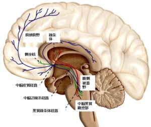権力欲とは何か？その進化的起源と測り方 - Lab BRAINS