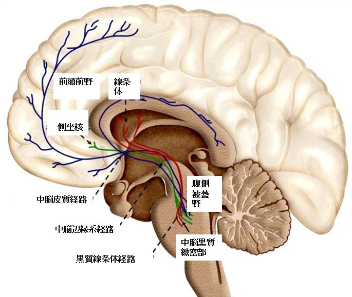 権力欲とは何か?その進化的起源と測り方 - Lab BRAINS