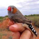 脳は歌と騒音をどのように区別しているのか？