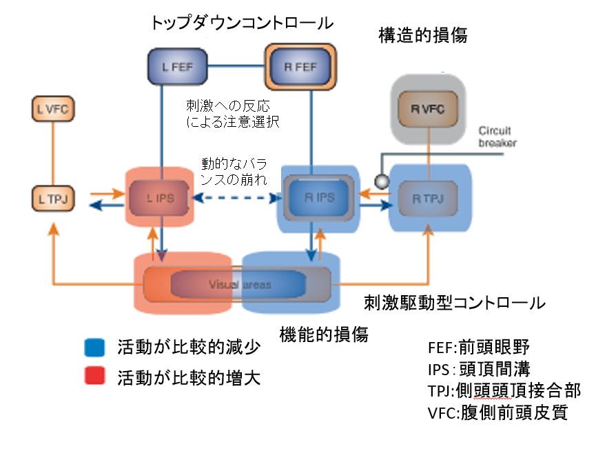 半側空間無視では視覚処理のどの段階が問題なのか？