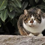 注意に関わる2つのシステムとは？