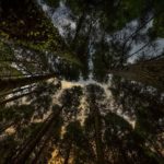 脳卒中患者の病態から考える：森を見る脳、木を見る脳