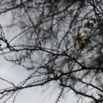 自閉症スペクトラム障害の自己評価：自閉症スペクトラム障害指数とは？