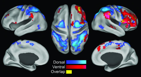 自発的な脳活動から覗く２つの注意機能