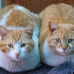 注意の瞬き：時間的注意と空間的注意は関係するか？