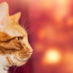 注意障害と半側空間無視の関係とは？