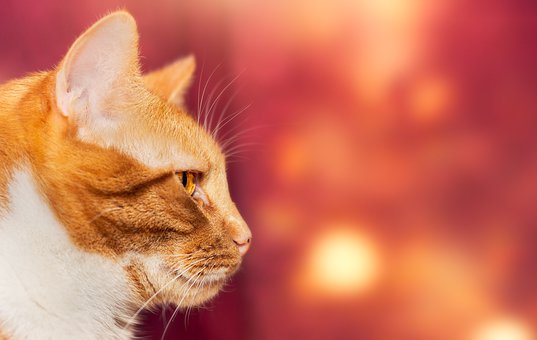 注意障害と半側空間無視の関係とは？