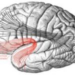 半側空間無視の慢性化に関係する領域はどこなのか？