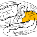 半側空間無視における右後頭頂皮質の本質的な役割とは?