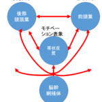 マルチネットワークの機能不全としての半側空間無視