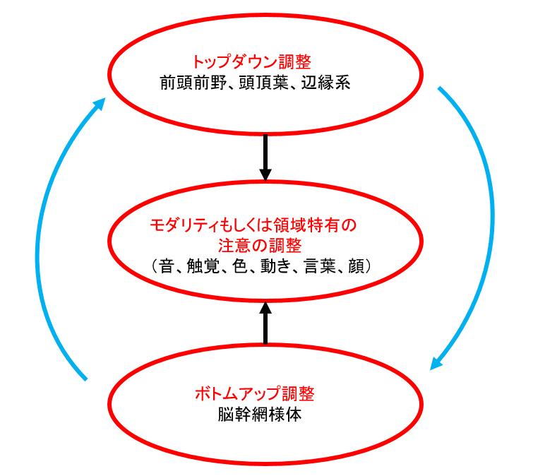 半側空間無視とヒトの行動：見る、聞く、動くの神経科学