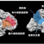 赦すことの脳科学：人を許すとはどのようなことなのか？