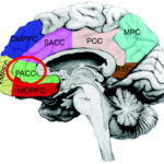 アイデンティティの脳科学