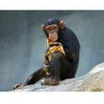 チンパンジーとヒトのやさしさの違いとは？脳の構造から考える