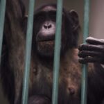 【いじめの脳科学　あなたはなぜいじめられるのか？】