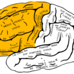 前頭葉とはなにか？思考と運動を結ぶもの