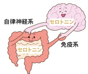 セロトニンはどう作られる？合成の仕組みと光・腸・生活習慣の関係