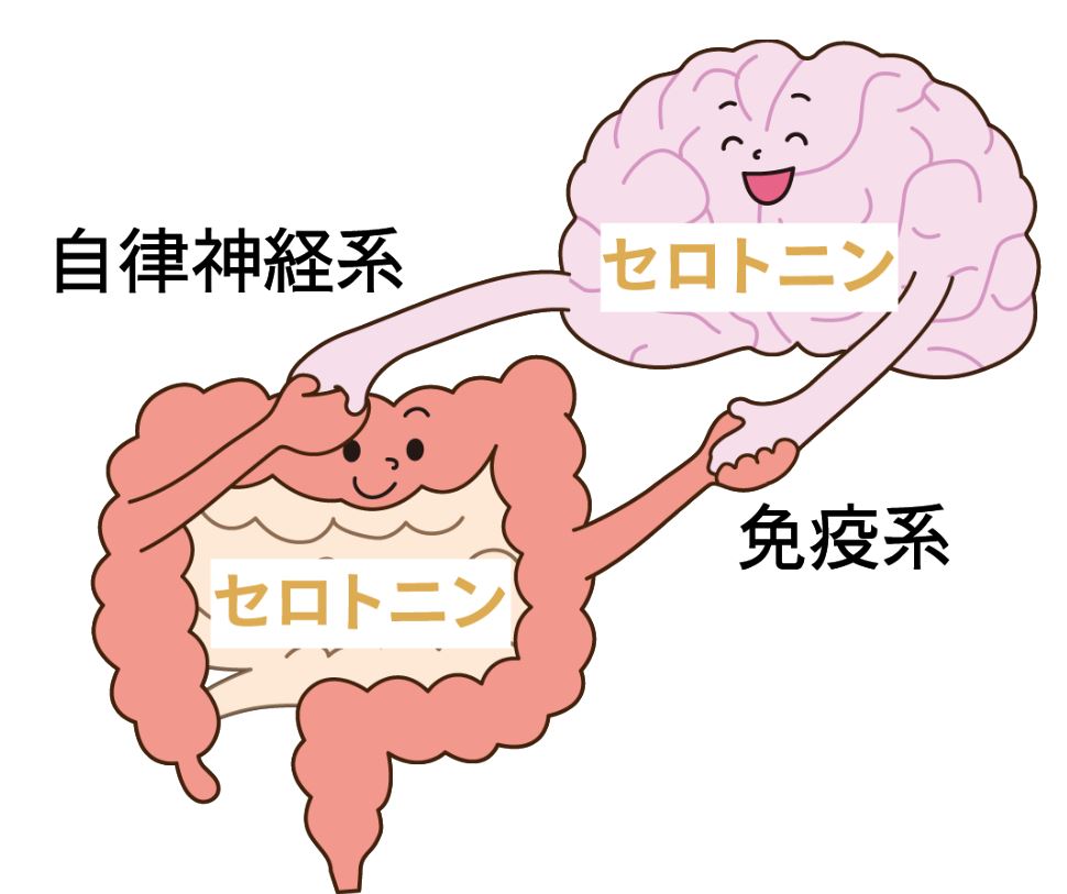 セロトニンはどう作られる？合成の仕組みと光・腸・生活習慣の関係